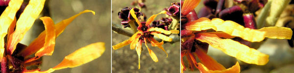 Dryades Nastrihamamelis.jpg