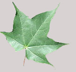 Acer cappadocicum single leaf grey background JR Press.jpg