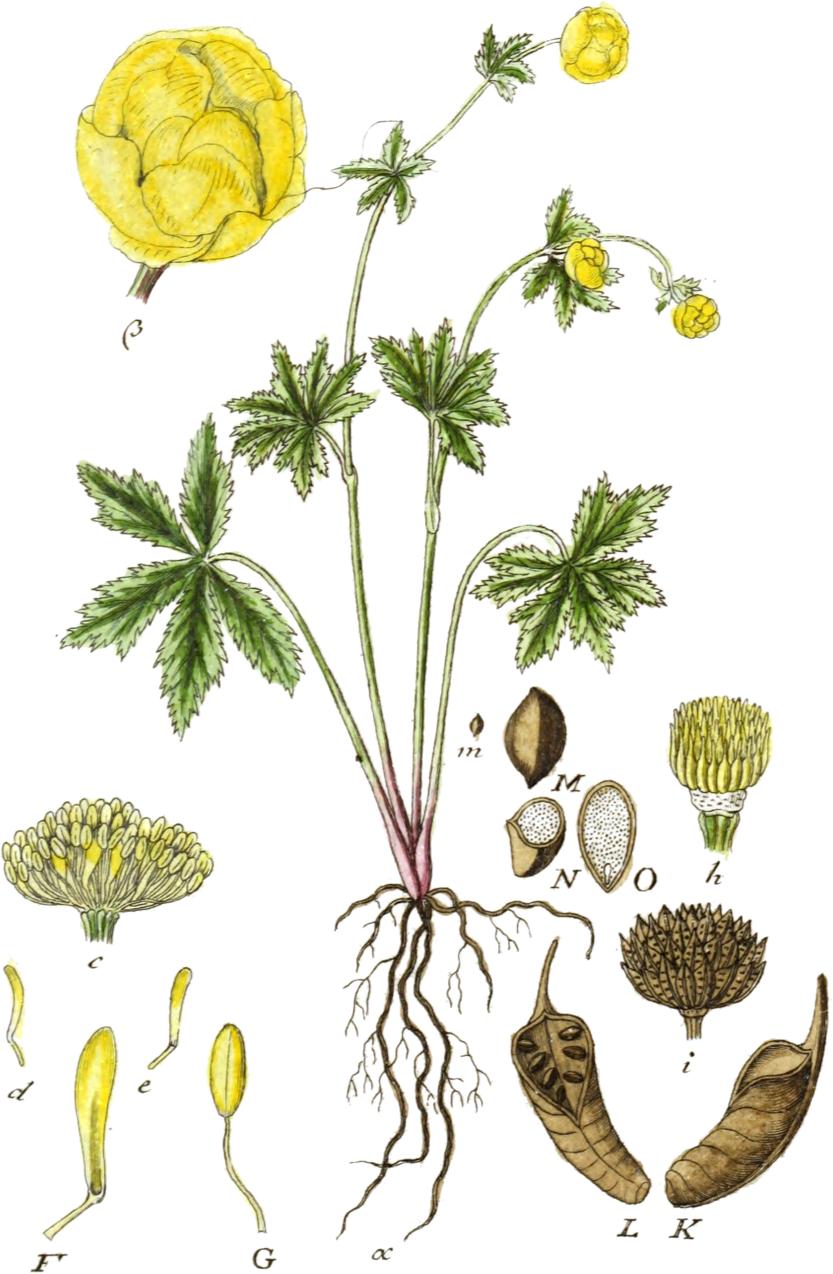 Originalbeschriftung (Tafel XIII.7. in Sturm 1800): »Fig.α Die ganze Pflanze β. Eine Blume. c. Die Staubgefäße und Honigbehältniſſe. d. Ein Honigbehältniß von der Seite. e. F. Ein anderes von vornen, mit dem Loch am Grunde. G. Ein Staubgefäß. h. Die Stempel. i. Die ganze Frucht. K. Eine Kapsel von der Seite. I. Eine andere aufgeſprungene von vornen. m. M. Ein Saamen. N. Derſelbige die Queere, und O. der Länge nach durſchnitten.«