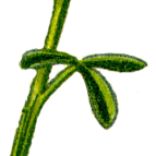 Leaf of Cytisus scoparius