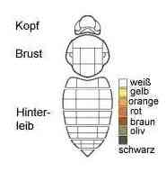 Hummel-Modell Beispiel 3-Key2Nature.jpg