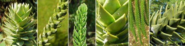 Dryades Araucaria.jpg