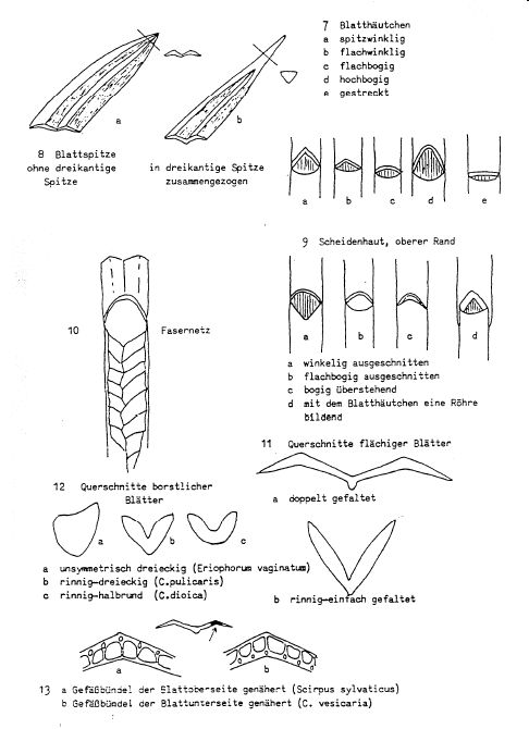 Bild2 Foerster lanuv.jpg