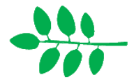 Leaf morphology alternipinnada.png