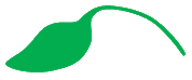 Leaf morphology unifoliate.png