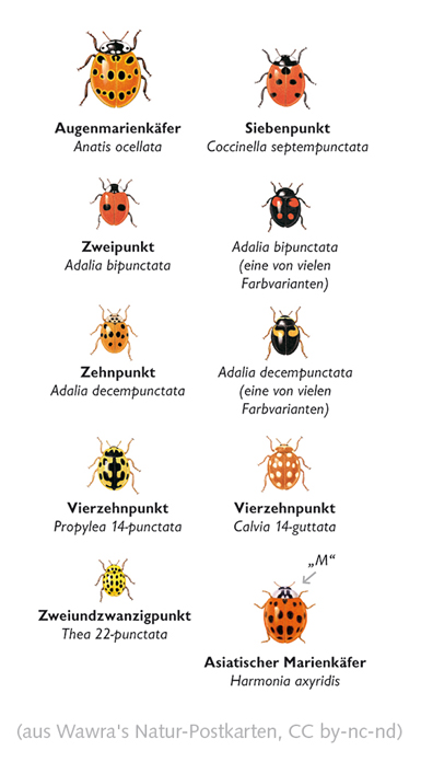 Wawra's Naturpostkarten 19-1.jpg