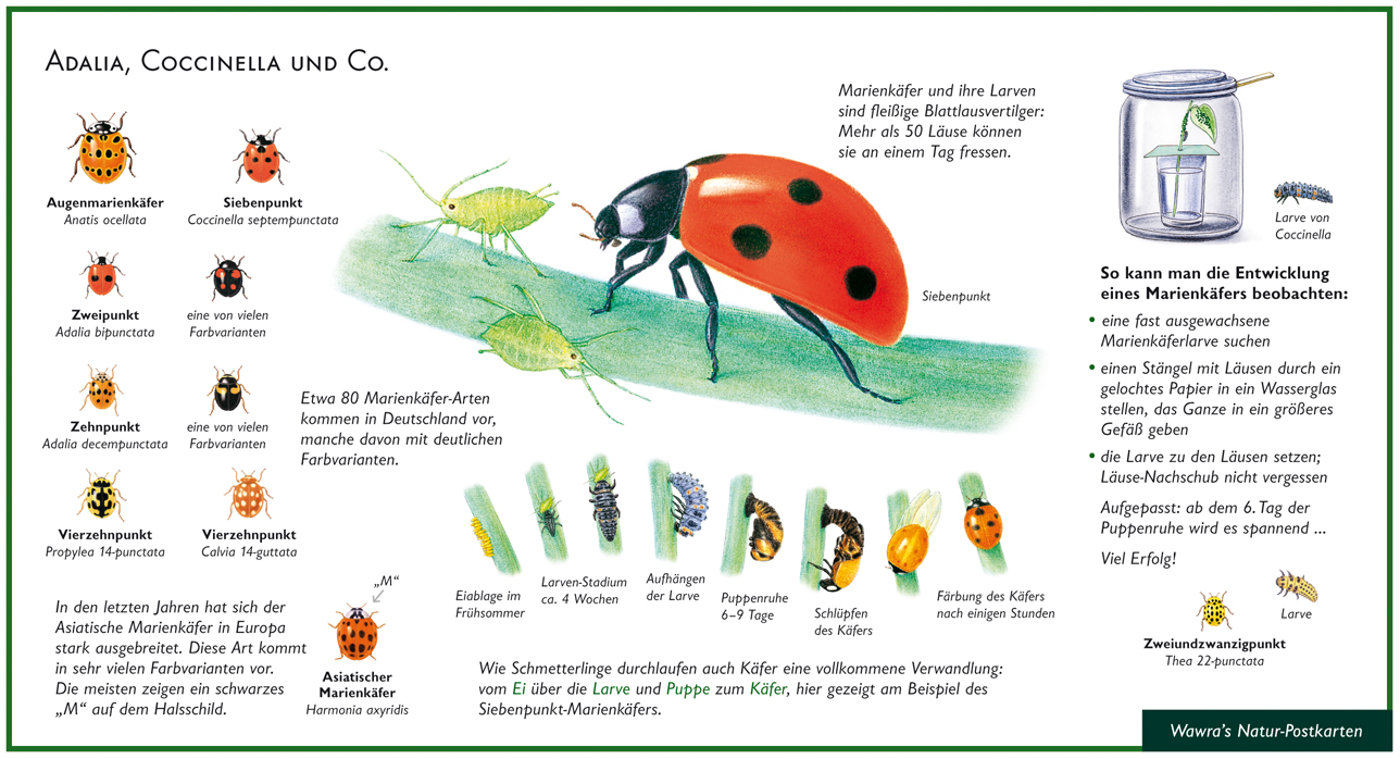Wawra's Naturpostkarte „Marienkäfer“ im Originaldesign