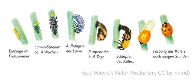 Wawra's Naturpostkarten 19-3.jpg