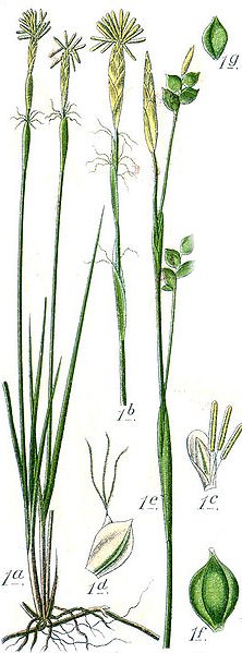 Carex alba.jpg