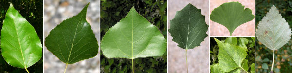 Dryades Tryrombyleaves.jpg