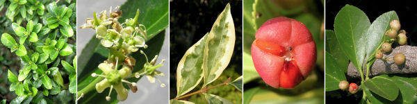 Dryades Euonyjapofortu.jpg