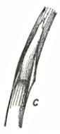 Hegi 01, 1906, 538, Fig 123c, Poa trivialis, Blatthäutchen.png