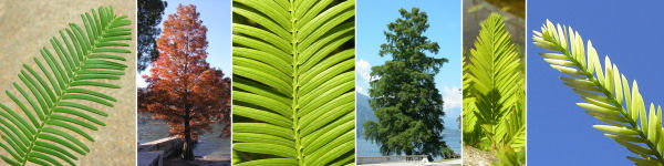 Dryades Taxodimetasequoia.jpg