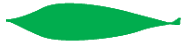 Leaf morphology oblanceolate.png