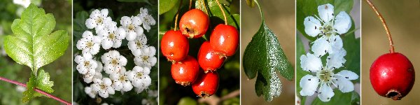 Dryades crataegus.jpg