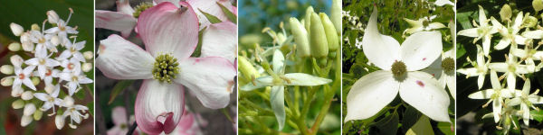 Dryades Cornusyy.jpg