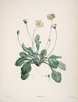 Bellis perennis - 001x.jpg