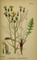 Crepis vesicaria ssp taraxacifolia.jpg