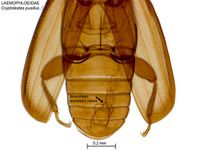 Cryptolestes pusillus PaDIL141402f.jpg