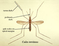 Culex territans CDCimage 2074.jpg