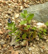 Overview of Veronica alpina L.