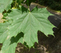 Acer platanoides L. – Photo: Andrea Moro 2008, Dryades TSB54514.jpg