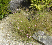 Habit of Dianthus deltoides L. subsp. deltoides (photo Andrea Moro 2008)