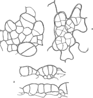 Hyalopsora Aspidiotus (Pk.) Magn. Abb0024 (Gäumann 1959, Rostpilze Mitteleuropas).png