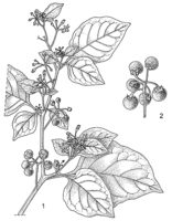 Linedrawing Solanum scabrum.gif