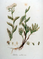 Achillea nobilis.jpg