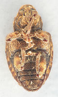 Conotrachelus juglandis3.jpg