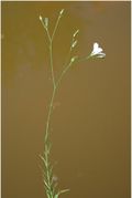 Linum tenuifolium Schousb.