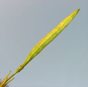 Tecoma capensis (Thunb.) Lindl.