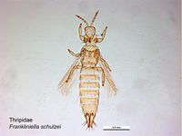 Frankliniella schultzei PaDIL137232a.jpg