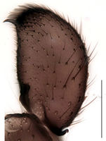 Leptosciarella holotricha Gonostylus KH6868.jpg