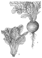 Linedrawing Beta vulgaris.gif