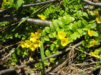 Lysimachia nummularia JuliaKruse 4.jpg