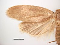 Achroia grisella PaDIL136310a.jpg