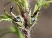 Ajuga chamaepitys fruit (04).JPG