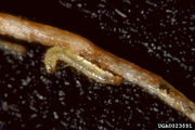 Aphthona flava IPM0023091.jpg