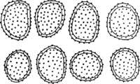 Coleosporium sonchi (Schum.) Lev. Abb0112 (Gäumann 1959, Rostpilze Mitteleuropas).png