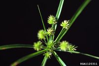 Cyperus retrorsus IPM1120311.jpg