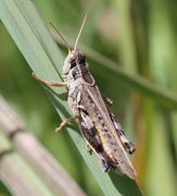 Dichroplus maculipennis OrthopteraSpeciesFile1.jpg