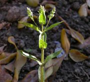 Veronica catenata Pennell