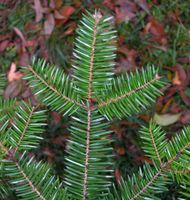 Abies cephalonica Loudon – Photo: Andrea Moro 2005, Dryades TSB31209.jpg