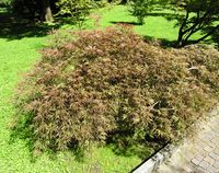 Acer palmatum – Photo: Andrea Moro 2007, Dryades TSB46476.jpg