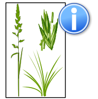 Illustration plants-gras info.svg