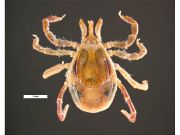 Ixodes holocyclus PaDIL136496a.jpg