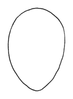 Polyporales-basidiospore-shape-ovoid.png