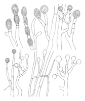 Polyporales-chlamydospore-schema.png